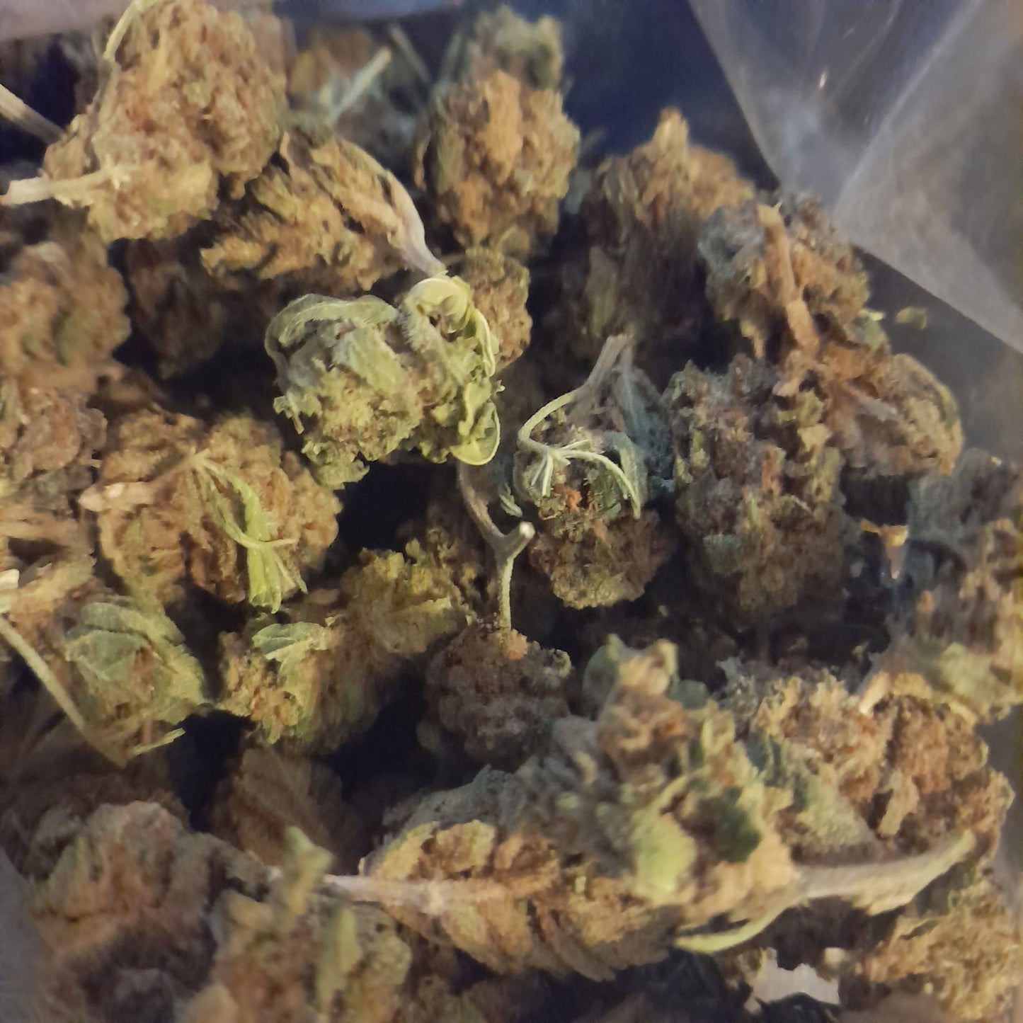 GG Popcorn CBD classique italien