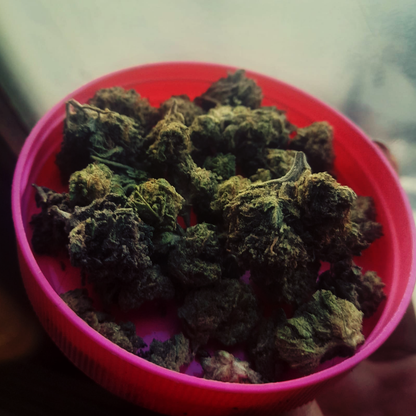 Blueberry Muffin -SMALL- USA Indoor CBD Elite