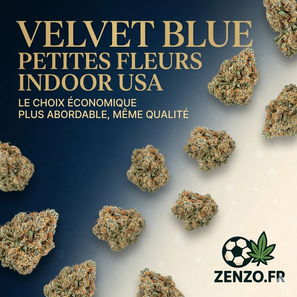 Velvet Blue -SMALL- USA Indoor CBD Elite
