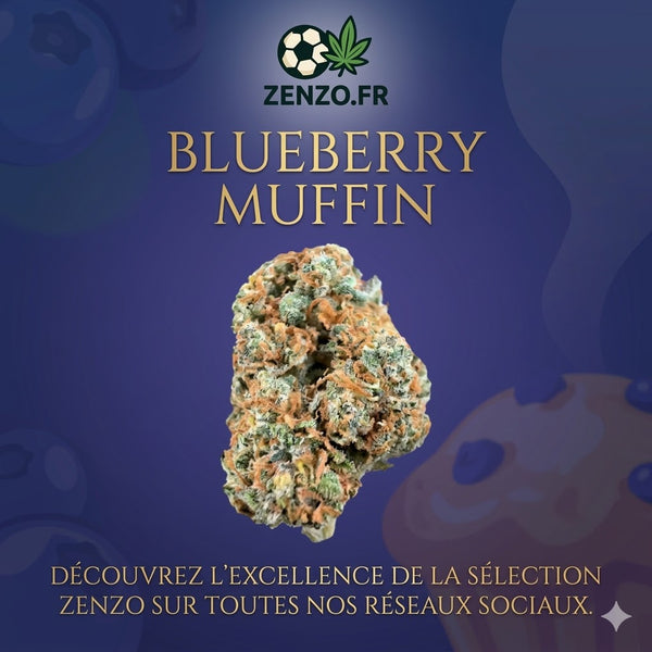 Blueberry Muffin - USA Indoor CBD Elite